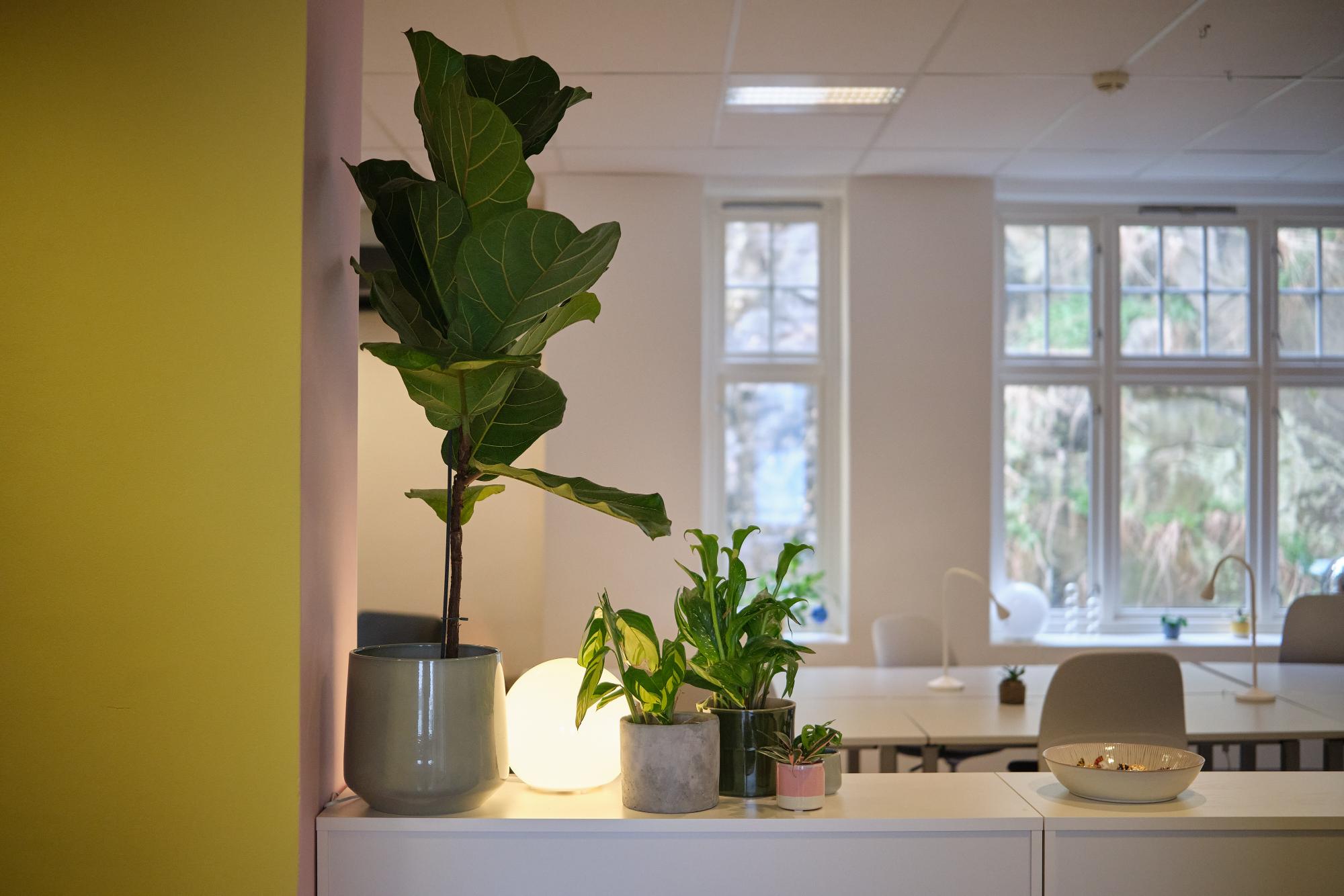 Planter på skjenk foran åpent landskap